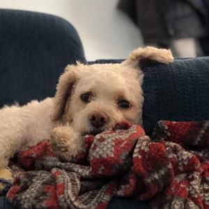 Meet your Posher, Abby